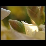 Když pláču sama...