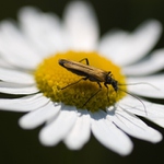 Má mě ráda, nemá mě ráda...