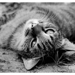 ..Tak už to zmáčni a já se budu válet dál..