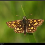 Soumračník jitrocelový