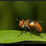 Hbitěnka plošticová