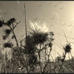 bodl bodlák bodlák 2 ?