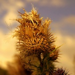 bodl bodlák bodlák 3 ?