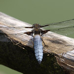 Messerschmitt Bf 109 G
