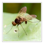 Třpytky na křídlech