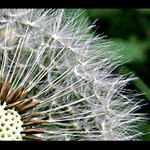 odkvetlá pampeliška