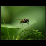 Muška jenom zlatá...