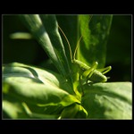 Nebaví mě skákat, budu lézt...