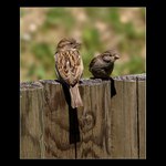 Heleee koukej koukej......