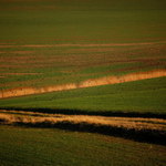 Jarní širé rodné lány (pod nálety špačků, kteří mě připravili o poslední třešně) :-)