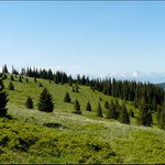 Lúka lesných víl ...