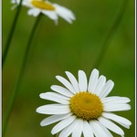 Margarétkové línie ...