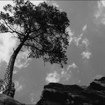 Vyrástla v úplnej skromnosti do veľkosti ..