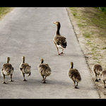 Zoraďte sa a ideme...