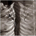 Britska kocka - Misanek