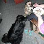 Krmení dravé zvěře