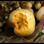 hlad je nejlepší kuchař