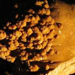 Koněpruské jeskyně - květák