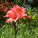 V arboretu