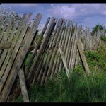 Old Fence