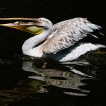 Pelecanus crispus