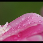 Po ránu, po dešti ...