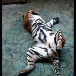 I v ZOO se dá skvěle relaxovat :)
