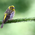 Odpoledni siesta cizka lesniho