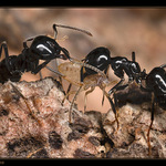 Neber mi ji, ta je moje