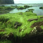 Pobřeží Achillu (Irsko)