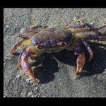 Krab