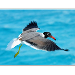 ZATIAHNUŤ PODVOZOK !!