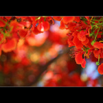 RAPSÓDIA V ČERVENEJ