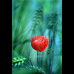 PRÍBEHY Z POLÍ A LÚK