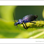 broukus modrus asi :o)