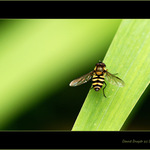 alighting area free,air squadron Charlie Bravo, rodger