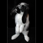 Můj králíček Sunny Wind