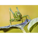 ...snídám, neruš ...