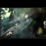 nástrahy mezi květy