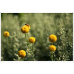 snídaně mezi bambulemi