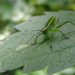 Mladá kobylka luční