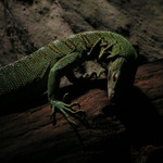 Varanus prasinus - tajemný obyvatel Nové Guiney