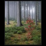 z Císařského lesa