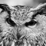 Bubo Bubo
