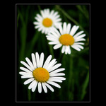 Kopretiny nevoní...