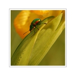 Rytier v zelenej zbroji