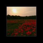 Podvečer  s  divými  makmi