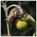 včelka a lesní jahůdka