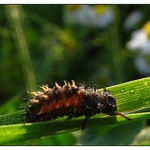 larva ???