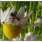 mravenec a kopretina